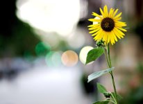 تقدم دیافراگم و شاتر در عکاسی تقدم دیافراگم و شاتر در عکاسی